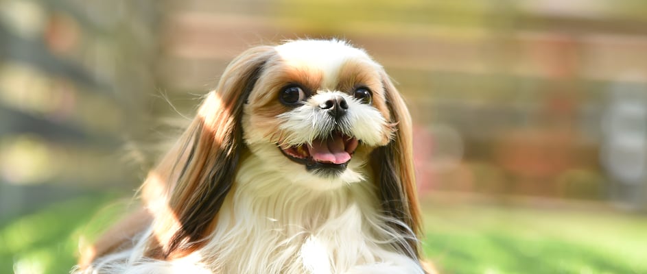 A Shih Tzu laying on the grass in the sunlight