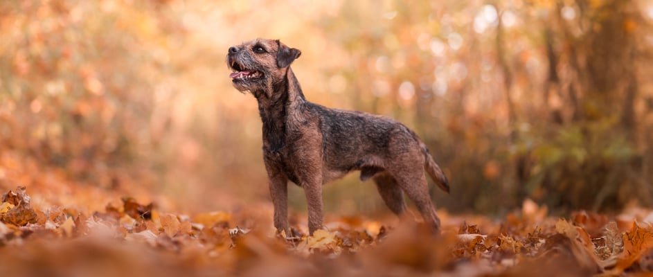 A border terrier surrounded by autumn leaves.