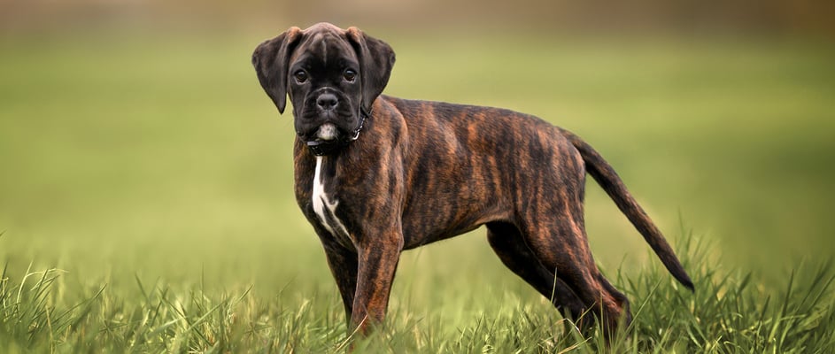 A young boxer standing in the grass.