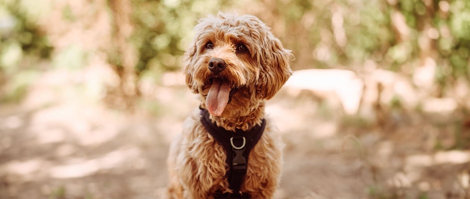 A Cavapoo in a harness enjoying time in nature