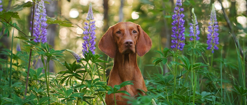 A hungarian vizsla sitting between purple flowers.