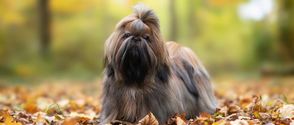 A lhasa apsos sitting among autumn leaves.