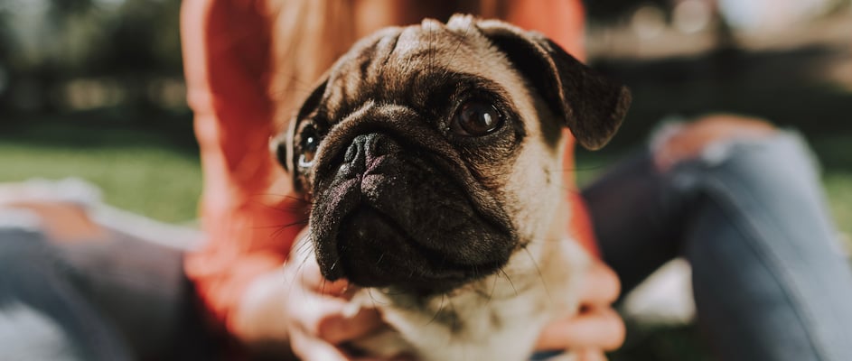 Pug sitting in front of owner outside