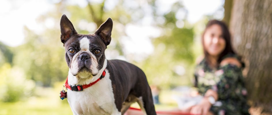 A boston terrier under a tree in a park with its owner.