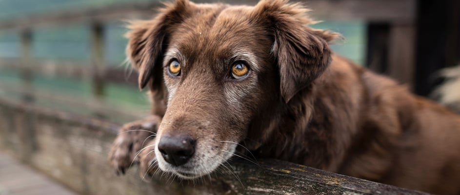 A brown elderly dog looking to camera over a fence.