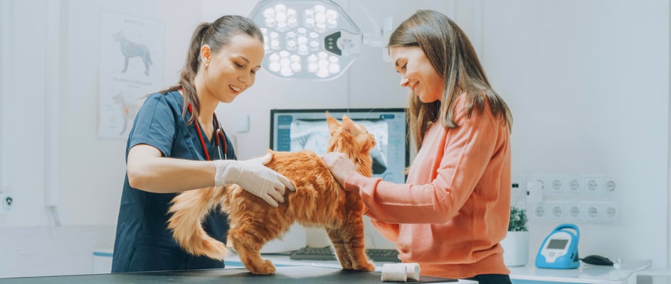 Ginger cat standing on vet table with vet and owner next to them