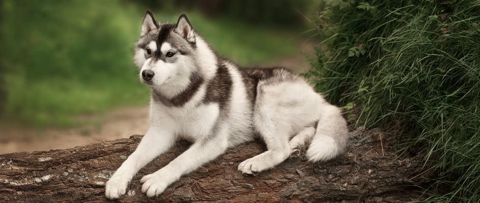 A siberian husky laying on a tree that has fallen over.