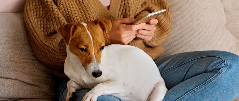 A Jack Russel Terrier sat on its owners lap, the owner is using their phone