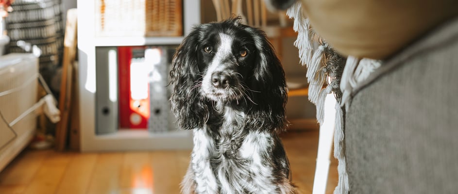 A black and white Cocker Spaniel at home looking at the camera.