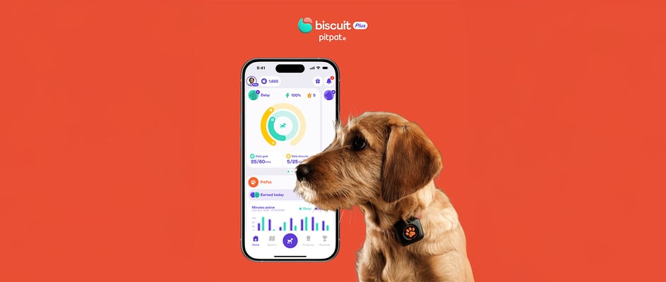 A dog wearing a PitPat Activity Monitor superimposed over a phone showing a screenshot of the Biscuit app