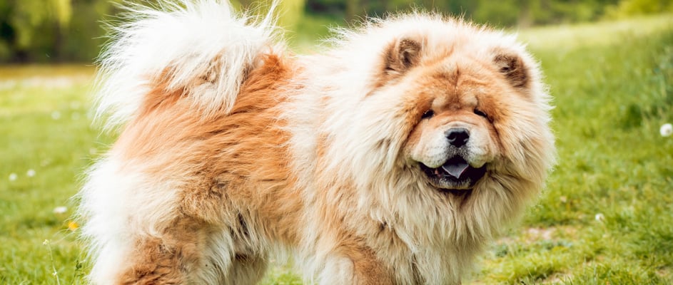 A ginger Chow standing on grass.