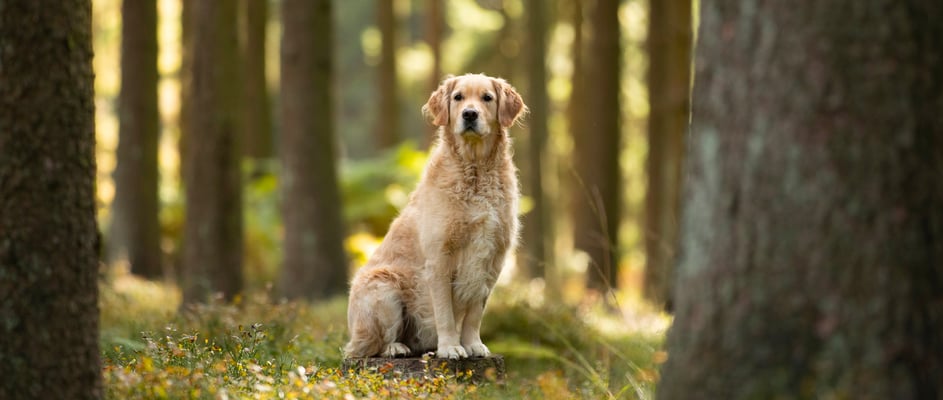 A golden retriever sitting on a stump in a forest.