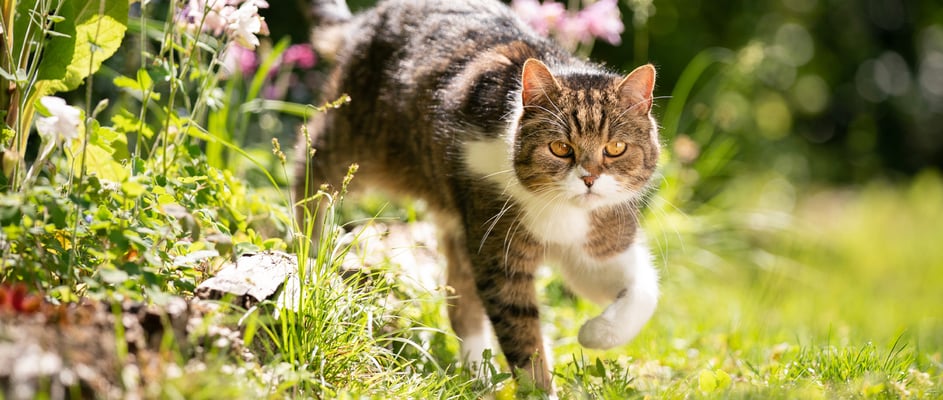 A tabby cat walking out from a flower bed.