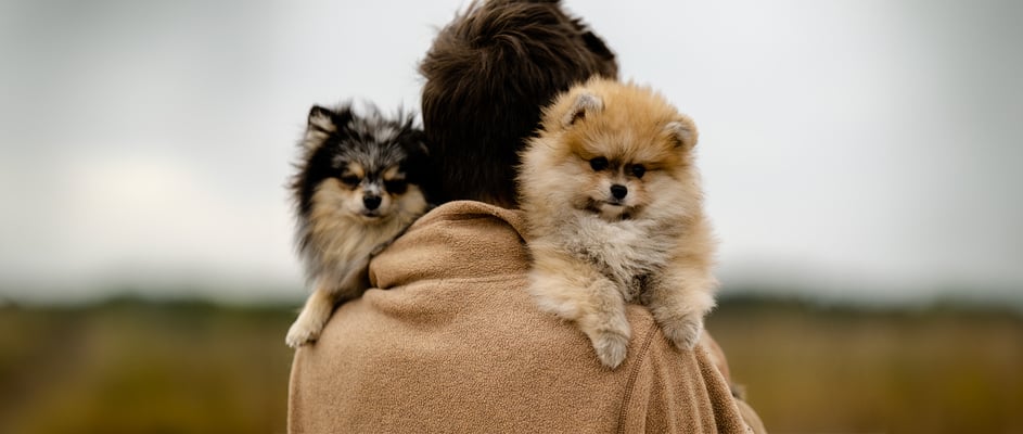 Two poms on the shoulder of their owner