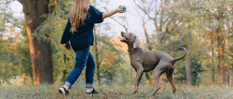 A woman and her weimaraner playing with a ball in a forest.