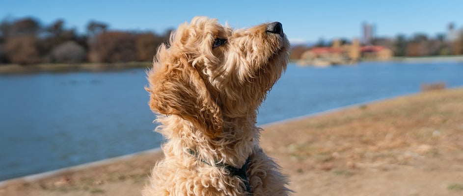 A woman holding her goldendoodle and smiling at the camera.