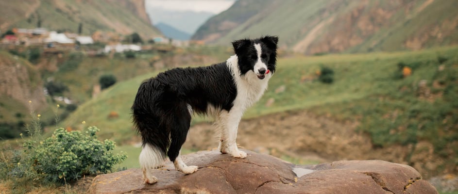 A Border Collie laying down outdoors wearing an orange harness.