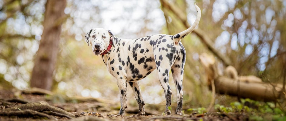 Dalmatian standing in a forest with red collar