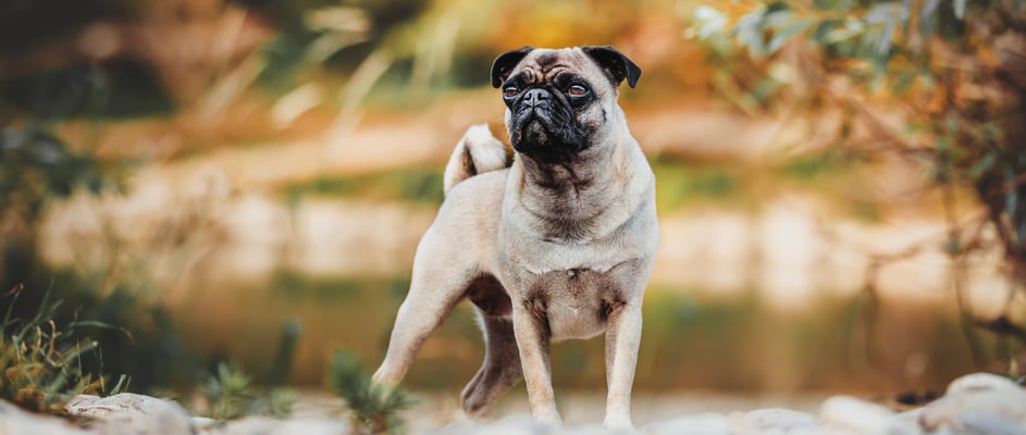 A pug stands on rocky ground looking into the distance