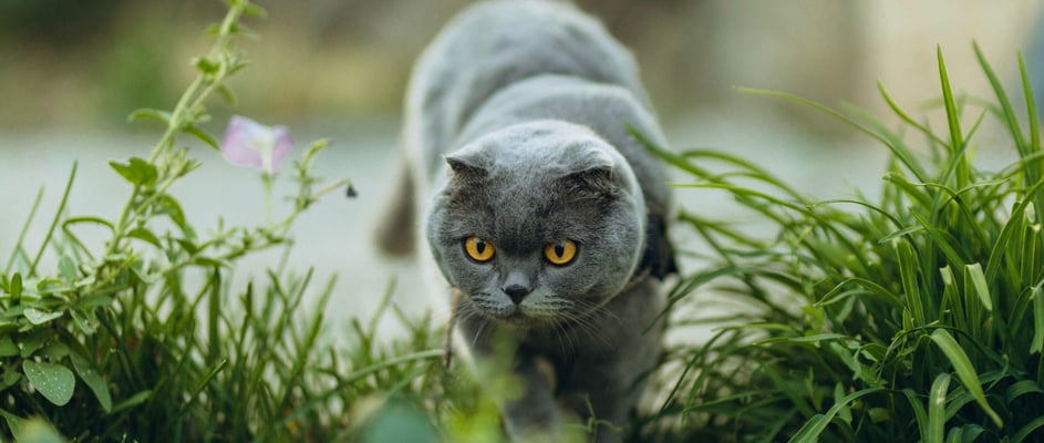 A Scottish Fold about to pounce.
