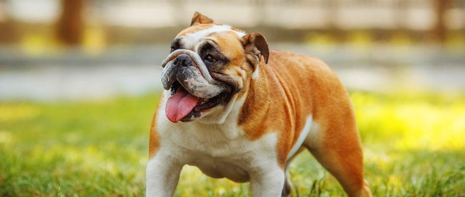 A tan and white english bulldog.