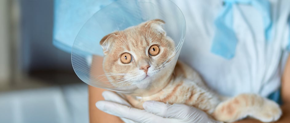 A ginger scottish fold in a cone held by a vet.