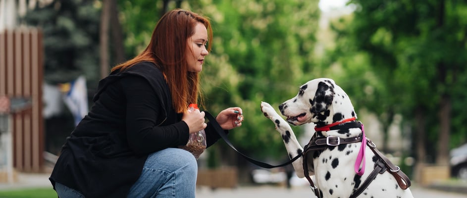 Dalmatian f=giving paw to owner on the street