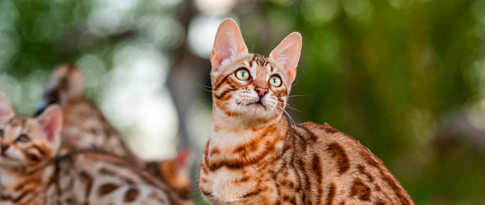 A bengal cat sitting in a field looking up.