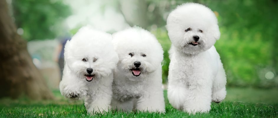 Three Bichon Frises running on grass.