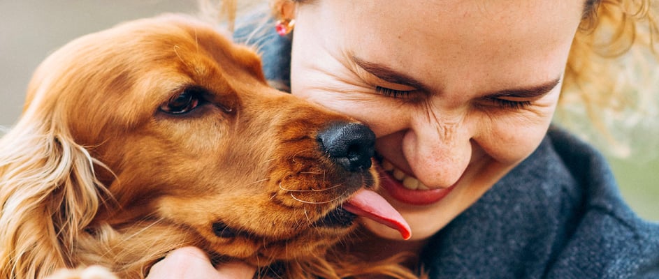 Red Cocker Spaniel licking owners face