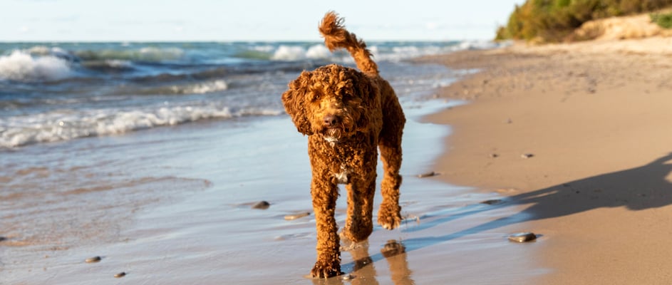 Brown labradoodle walking on the beach