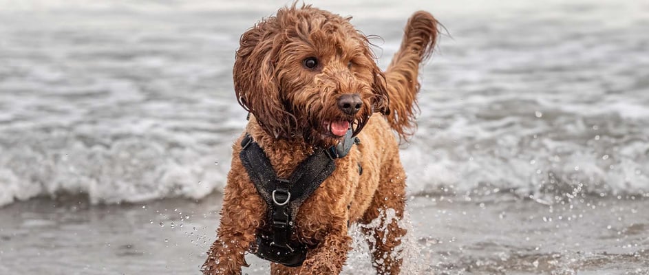 A cockapoo running through the shallow waters at a beach