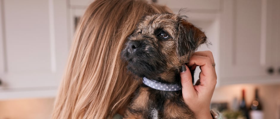 A woman with her border terrier over her shoulder.