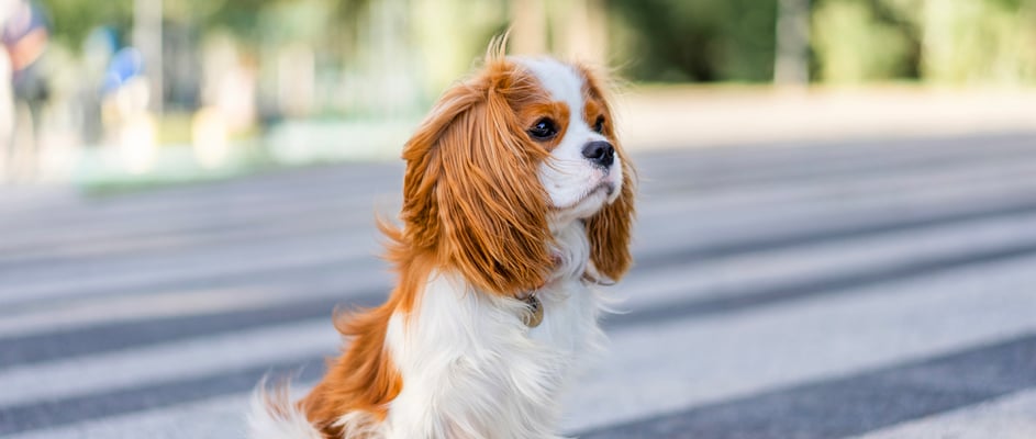 Cavalier King Charles Spaniel sitting outside