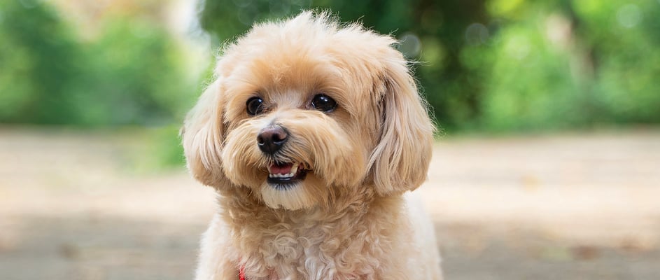 A cream coloured Maltipoo standing outside.