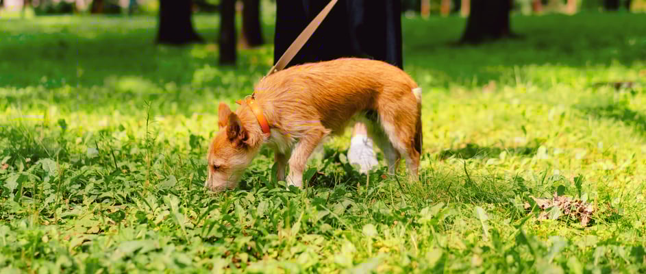 A small white dog wearing a coat watching its owner pick up its poop.