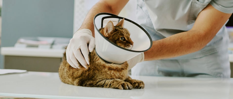 cat with cone around head being checked by a vet 