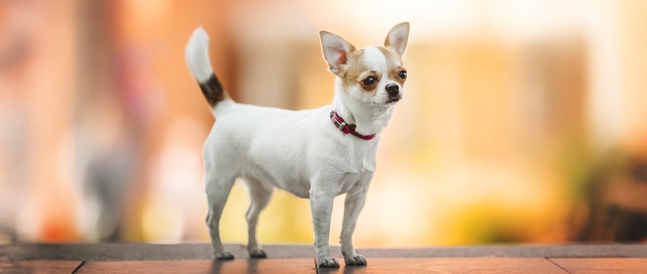 A Chihuahua standing against a blurred background.