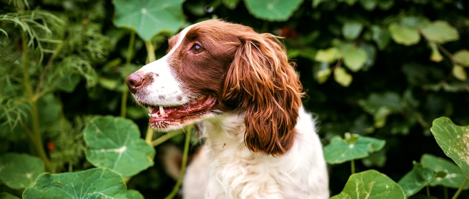 A Sprocker Spaniel surrounded by plants