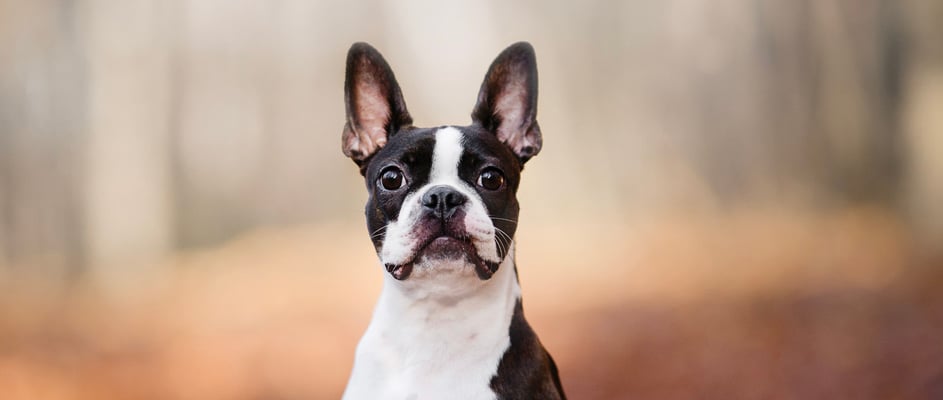 A boston terrier sitting amongst autumn leaves in a forest.