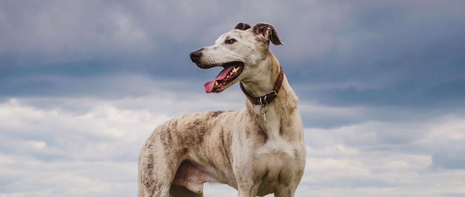 A lurcher standing in a field of flowers.