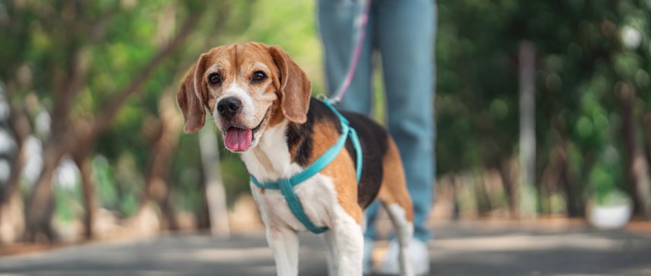 beagle with tongue out on a blue lead in a park