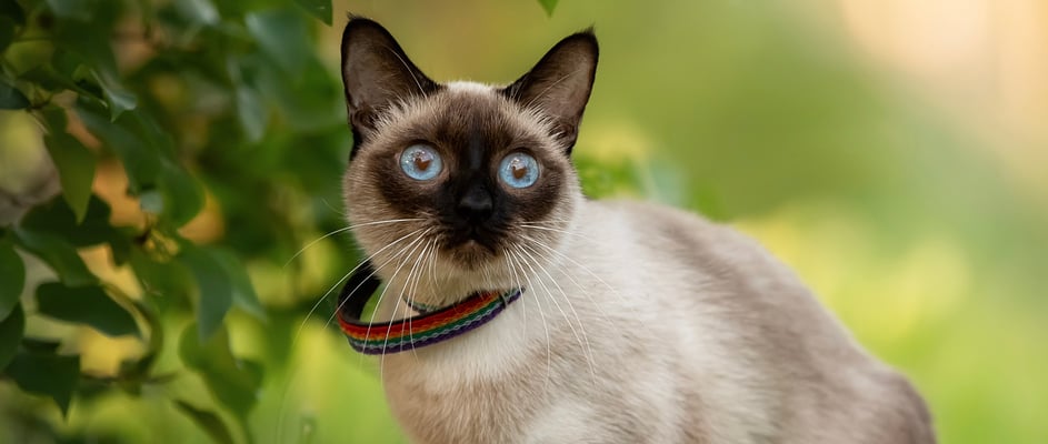 A Siamese cat sitting on grass.