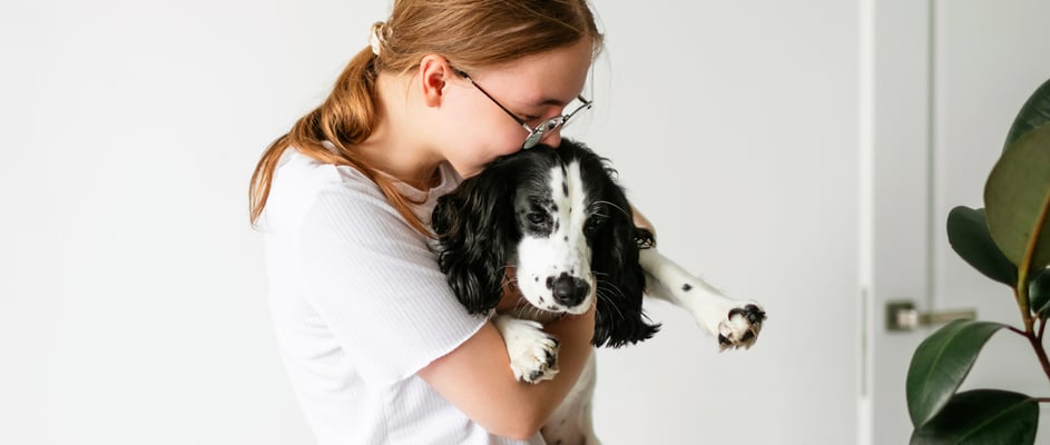A sprocker spaniel being held and cuddled by their owner