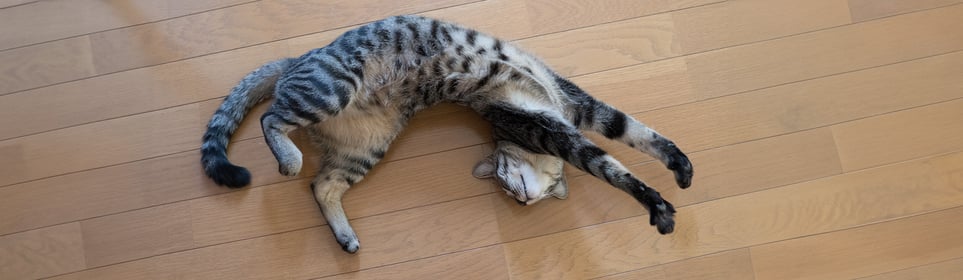 A flexible cat stretched out on wooden flooring.