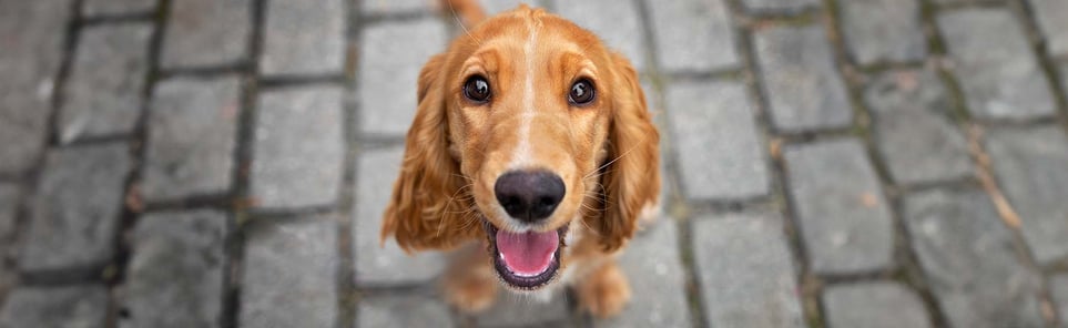 A red Cocker Spaniel looking up at the camera with a big grin.