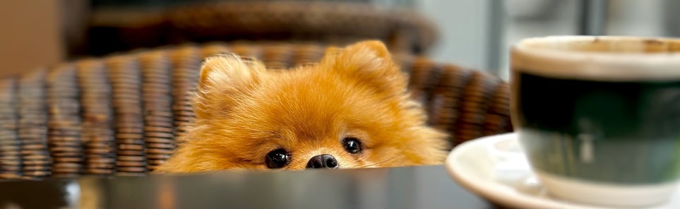 A pom looking over the top of the table 