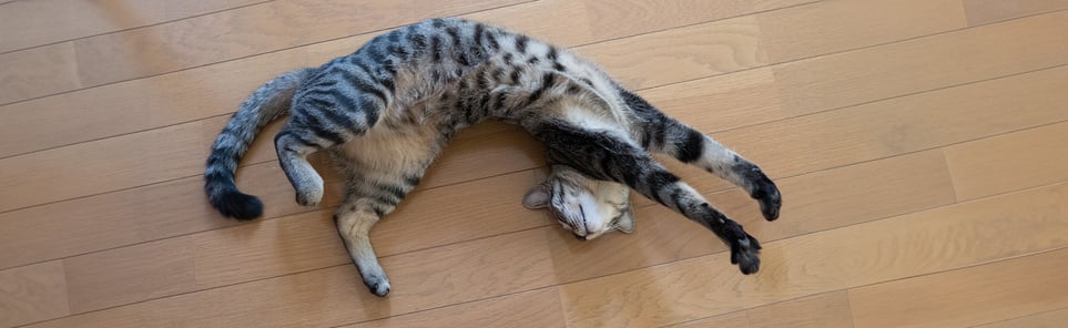 A flexible cat stretched out on wooden flooring.
