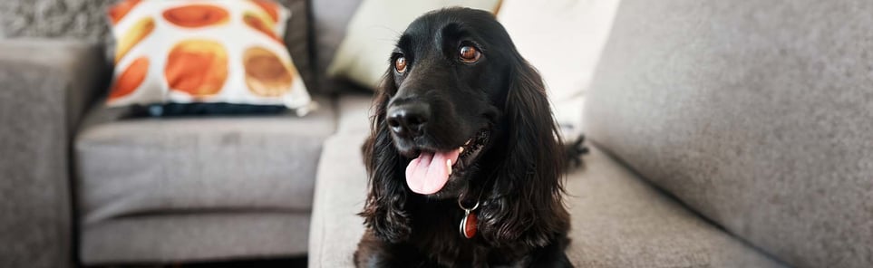 A black Cocker Spaniel sitting on a grey sofa with its tongue out.
