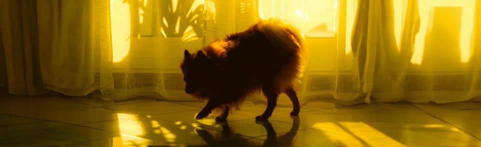 A dark pomeranian in front of yellow light